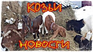 КОЗЬЕ ХОЗЯЙСТВО