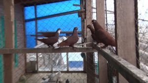 Больше 200 бойных голубей в небе. [Сергей Василенко]