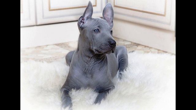 Тайский риджбек Описание породы смотреть онлайн