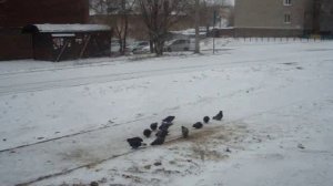 ПТИЦЫ