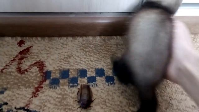 Реакция хорьков на таракана ) смотреть онлайн