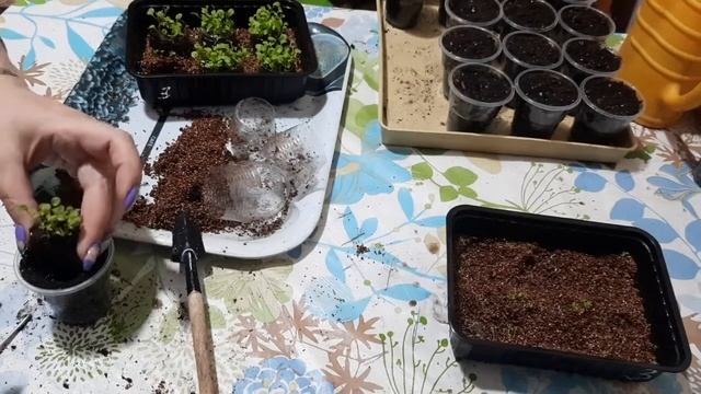 ПИКИРОВКА ЛОБЕЛИИ, САМОДЕЛЬНЫЕ ТОРФЯНЫЕ ТАБЛЕТКИ. НАШЛА ЛУЧШИЙ ДЛЯ СЕБЯ СПОСОБ))) смотреть онлайн