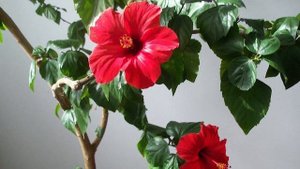 ЦВЕТЫ, КОТОРЫЕ ПРИНОСЯТ СЧАСТЬЕ И ЛЮБОВЬ В ДОМ