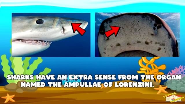 Animal Kingdom | Science for Kids смотреть онлайн