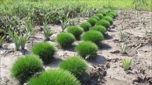 Овсяница зеленая       2018г 2 ряда