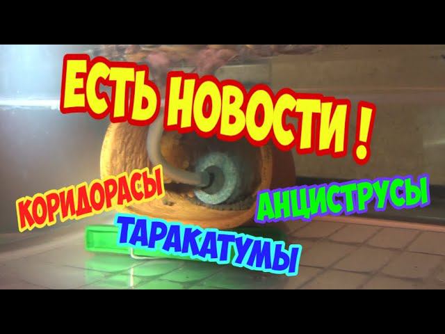 Хорошие новости! Икра анциструсов, нерест коридорасов, гнездо таракатумов и другое...