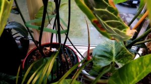 Houseplant Collection Tour - December 2020