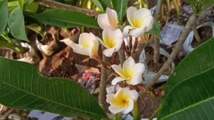 Plumeria Plant Dracaena Tricolour Plant Syngonuim Plant Ixora Plant || Flower Plants Market Kolkata