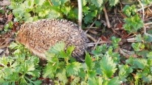 Ежики весной. По лесу ежик шел...