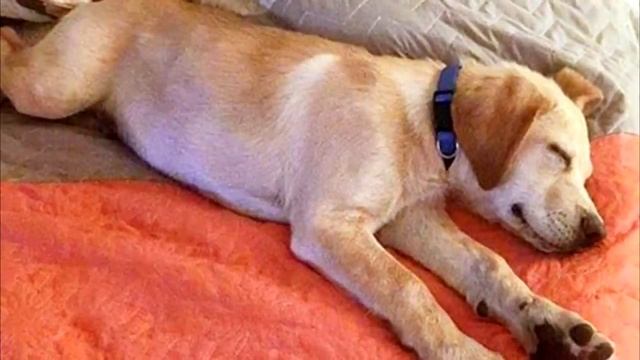 Щенок тонул в болоте , но его вовремя заметил человек смотреть онлайн