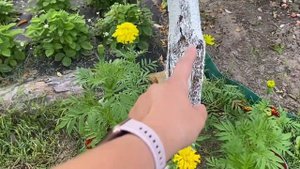 Персики в Беларуси (Лойко-2, Елгавский) / Peaches in Belarus (Loiko-2, Elgavskii)