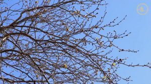 Ата-ана хаклары