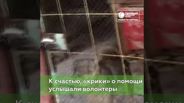 В Коминтерне спасли собаку из колодца.