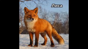 Обучающие видео для детей лесные животные, животные в лесу (со звуками)