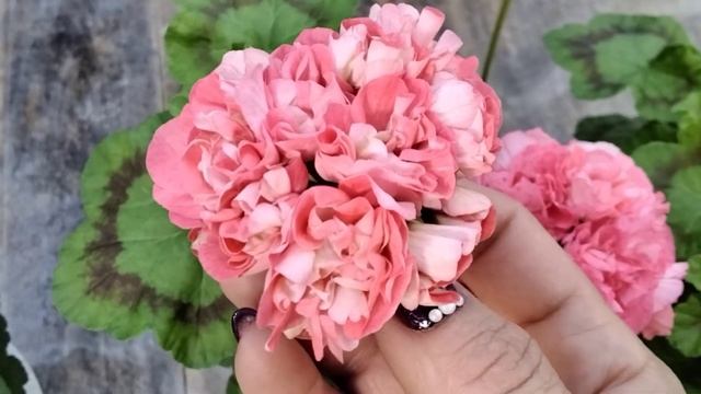 #68.Пеларгонии в лососевых цветах! смотреть онлайн