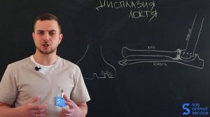 Собака хромает на переднюю лапу? Дисплазия локтевого сустава у собак. Что должен знать владелец?