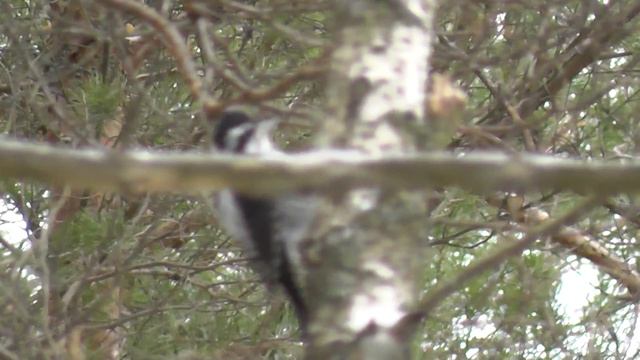 Трёхпалый дятел ( желтоголовый) в зимнем лесу смотреть онлайн