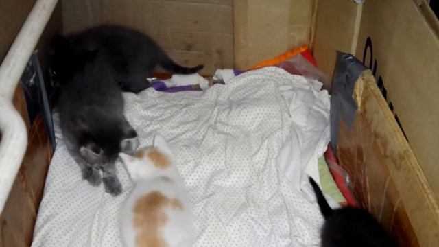 Котята - отдам в хорошие руки смотреть онлайн