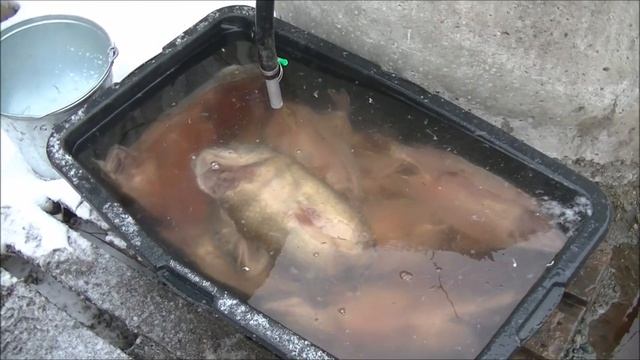 Карп на 8 кг ...фото с рыбалки. смотреть онлайн