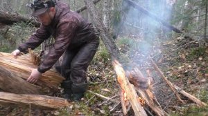 Один из дней жизни в тайге. В тайгу с четвероногим другом. Охота с лайкой в Республике Коми.