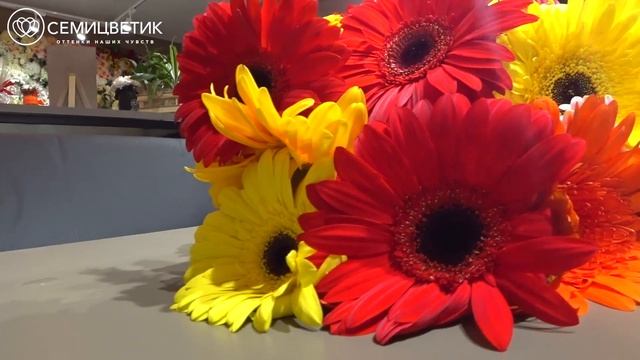 Герберы. Какие выберешь ты? смотреть онлайн