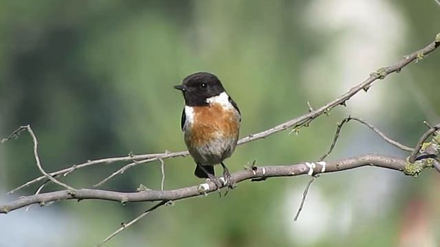 Птицы Белгородской области - Черноголовый чекан смотреть онлайн