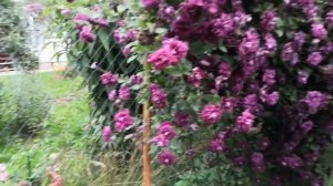 Клематис Пурпуреа Плена Элеганс (Purpurea Plena Elegans)