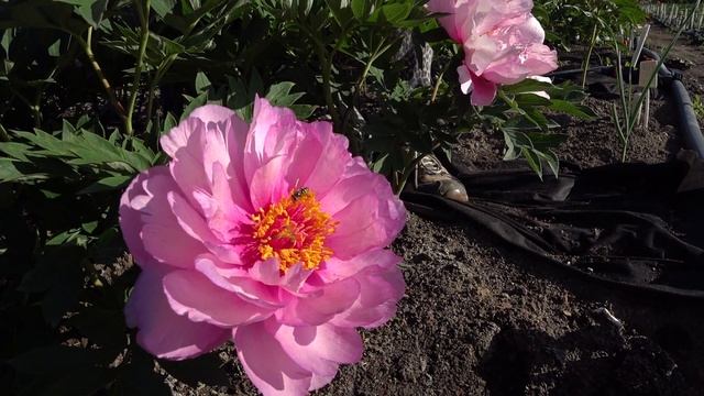 Сиреневый ИТО-пион FIRST ARRIVAL / Сад Ворошиловой смотреть онлайн