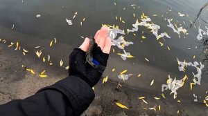 МОРМЫШИНГ с Самодельной Мормышкой 0,2 грамма. Спиннинг Black Adder не подвел!!!