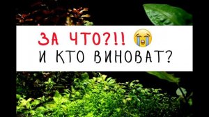 Планарии в креветочнике. Первый опыт