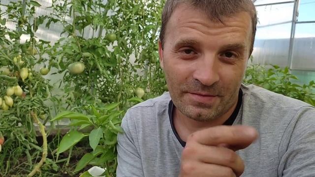 Как вырастить лук. Посев лука семенами. #папнадаче