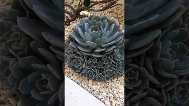 Succulent echeveria elegans "flowers bouquet"