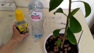 Паутинный клещ на цитрусах