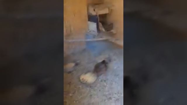 Курица. Высиживает яйца часть 1