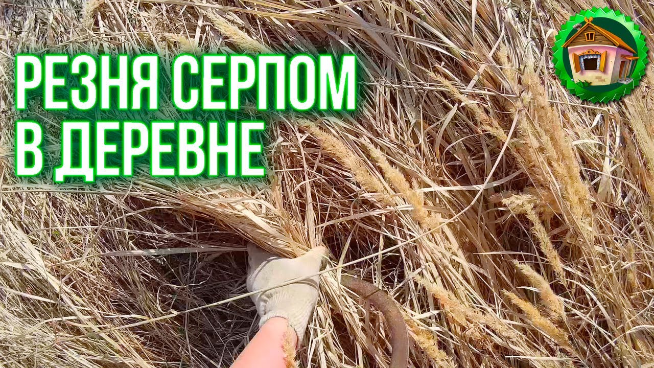 Как работать серпом. Мульчирование Соломой Смородины. Дом в Деревне. 11 серия
