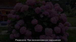 Почему у гортензии краснеют листья — что делать с растением