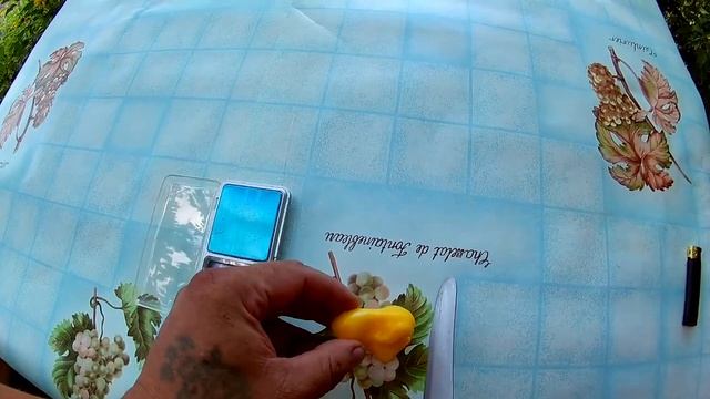 Перец Аджи Фантазия (Aji Fantasy) смотреть онлайн