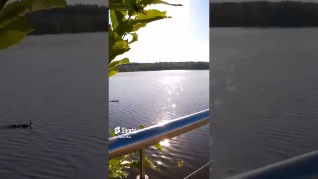 Утка с утятами на Терновском затоне.mp4