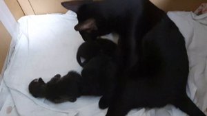Ориентальная кошка родила котят 1 неделя.