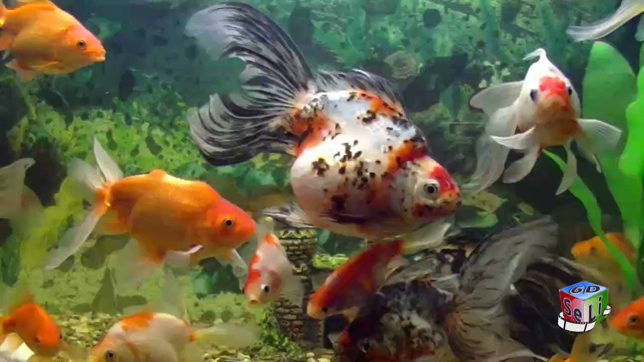 2D. Ситцевые золотые рыбки. Шикарные хвосты / Calico goldfish. Chic tails