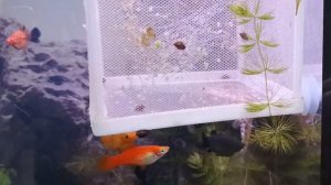 Сетчатый отсадник#плюсы и минусы#доработка#