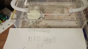 Гайд Как Правильно Кормить Муравьев Белком