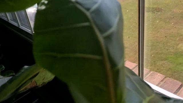 UPDATE Fiddle Leaf Fig Tree Part 004 | Ficus Lyrata 01 | Plant Vlog 018 смотреть онлайн