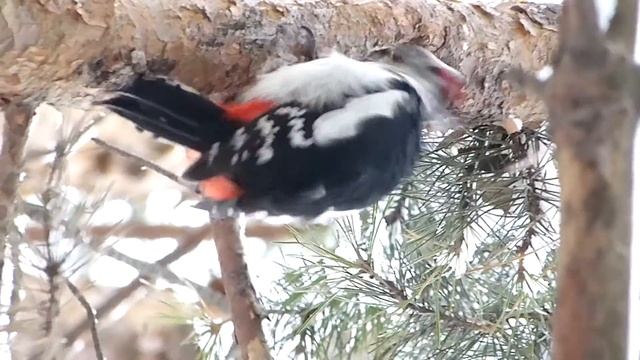 Дятел на сосне. смотреть онлайн