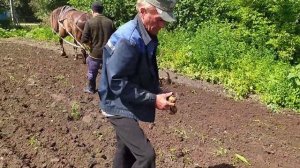 Лошади тяжеловозы в работе