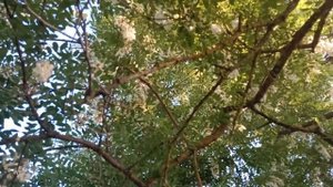 АКАЦИЯ жужжит и цветёт. Таких огромных Акаций в Беларуси, я не видал. Беларуская деревня