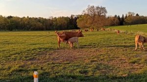 Есть хочу , телёнок требует молоко