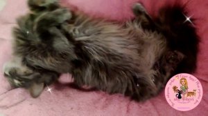 Томас показывает свою красоту со всех сторон, для непонятливых, типа хозяйки