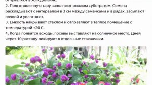 Гомфрена шаровидная