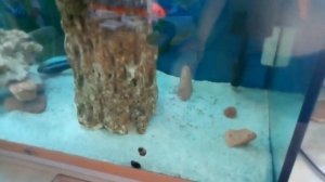 Улитки в цихлиднике (зебра)